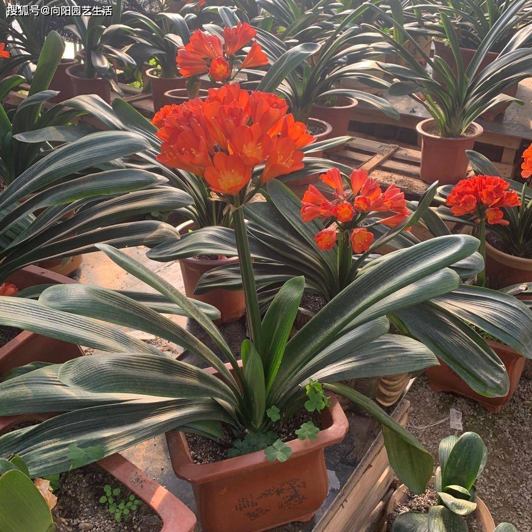 君子兰不开花 土里加点 碎贝壳 喂点核桃皮 开花巴掌大 养分 花土 温度