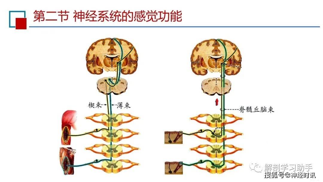 说明:躯干四肢以及头面部的躯体感觉(深感觉和浅感觉)传导通路的共同