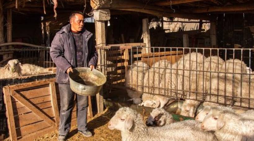 农村养羊,"春季"有哪些方面需要注意?_养殖_时候_青草