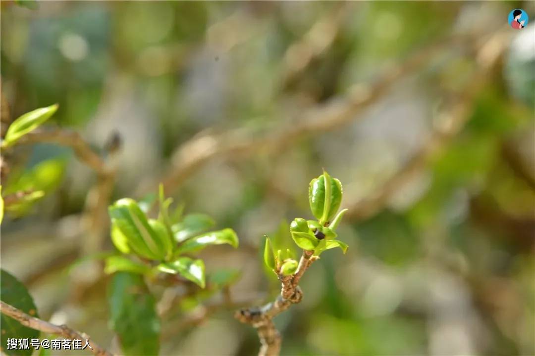 陈越香|你仍然觉得普洱茶的价格高吗？