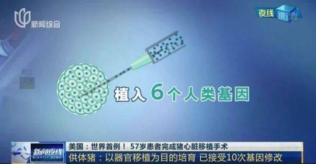 全球首例「猪心移植」后,美国脑死亡患者成功移植两个猪肾_心脏_手术