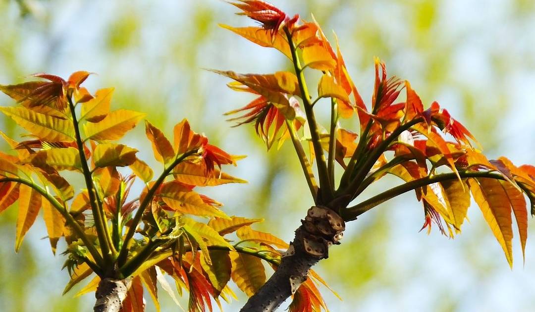 原创
此菜被称为“树上蔬菜”,与荔枝齐名,价格按两算,是土豪的标配