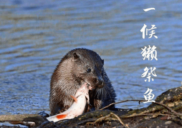 雨水丨万物遇水而春,万事遇之皆顺_节气_水獭_宜顺