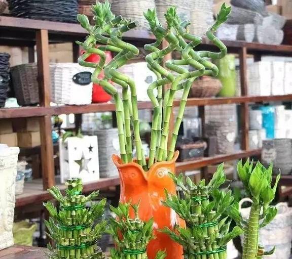 富贵竹叶子发黄怎么救能剪根吗 1ef6cbf4c6f2497babacdc867be3193d.jpeg