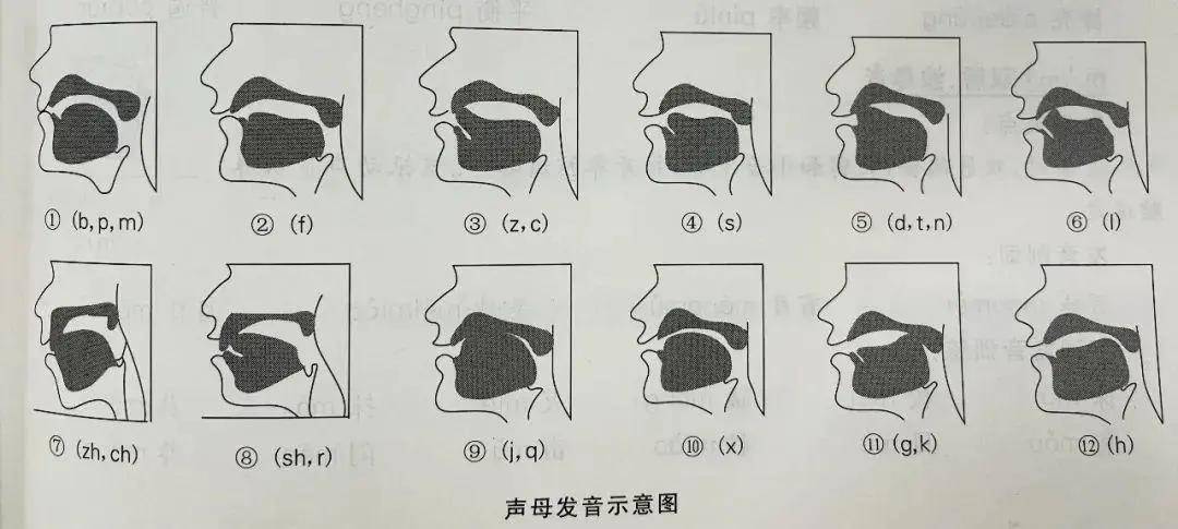 硬腭塞音图片