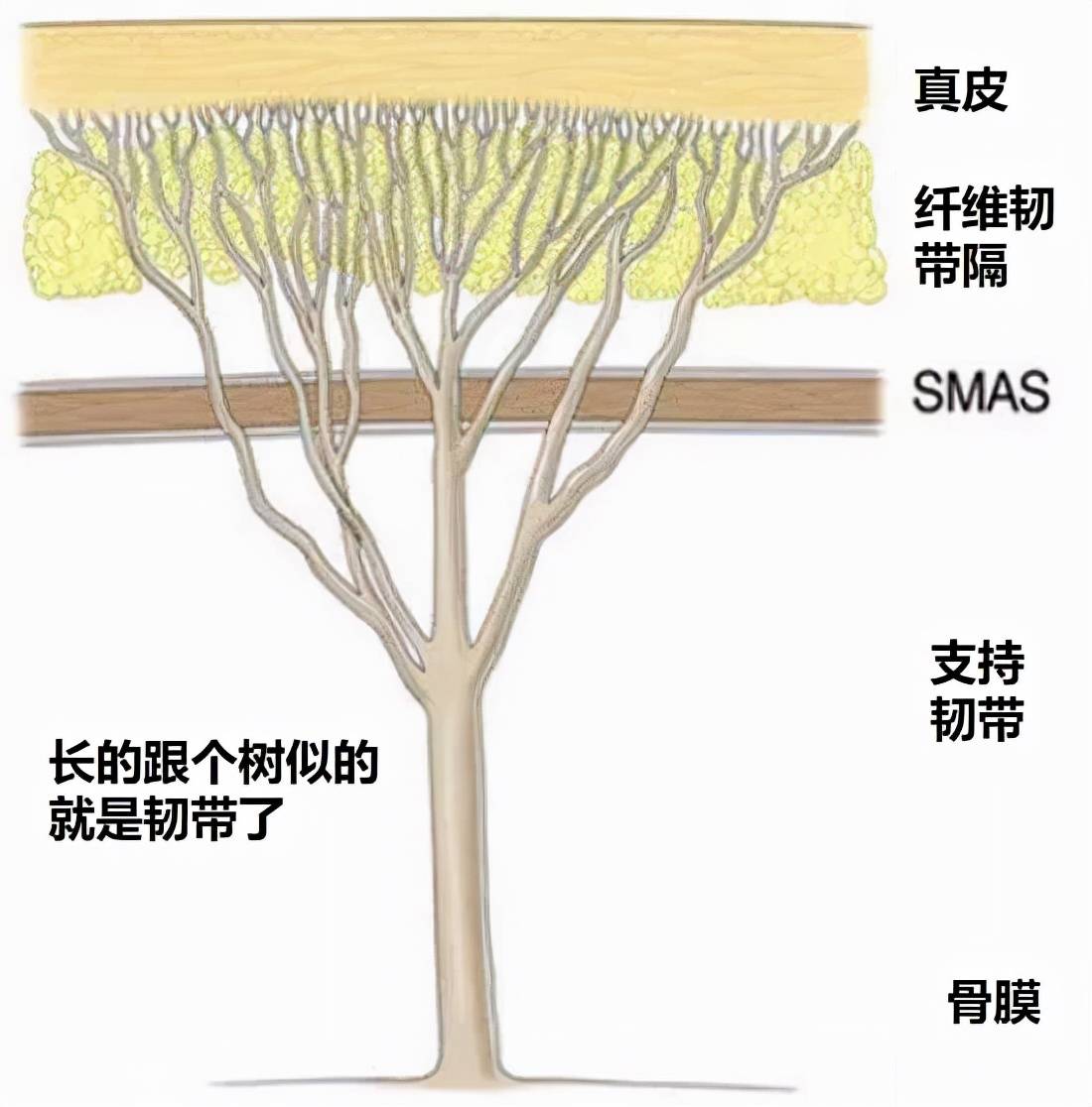 奶茶要是40岁时有她一半好看,就够了_韧带_软组织_面部