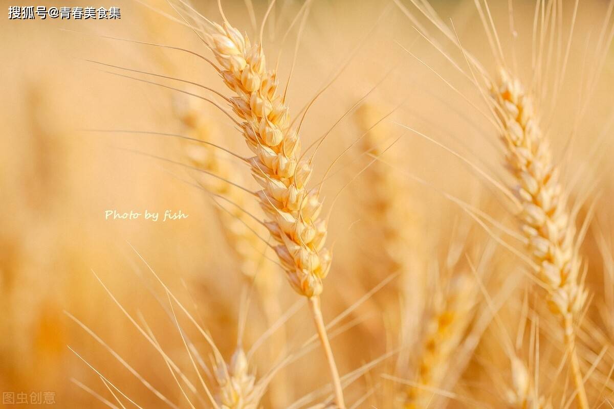 正月二十一麦子日图片