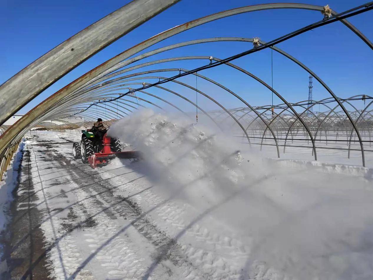 黑龙江绥滨县绥东镇:早动手 抢农时 打好春耕备耕主动仗_种植_工作