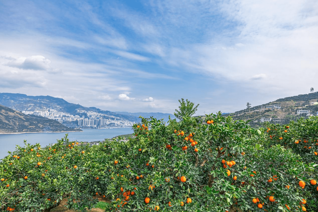 奉节脐橙生长过程图片