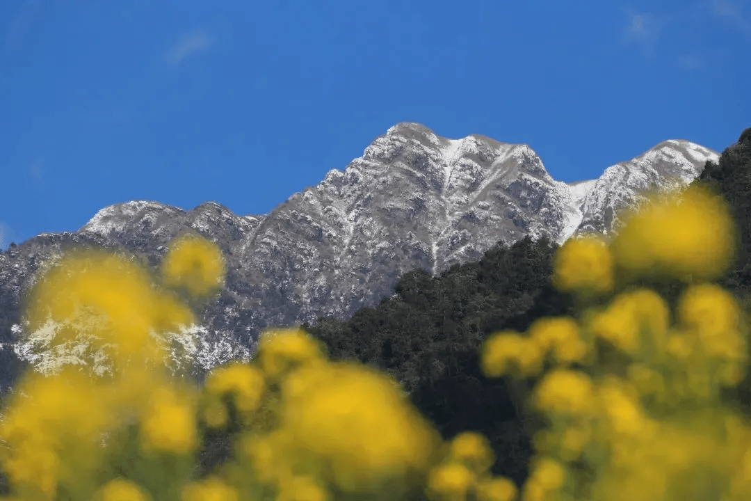 清风|初春腾冲：油菜花开金灿灿，紫云沫雪白皑皑