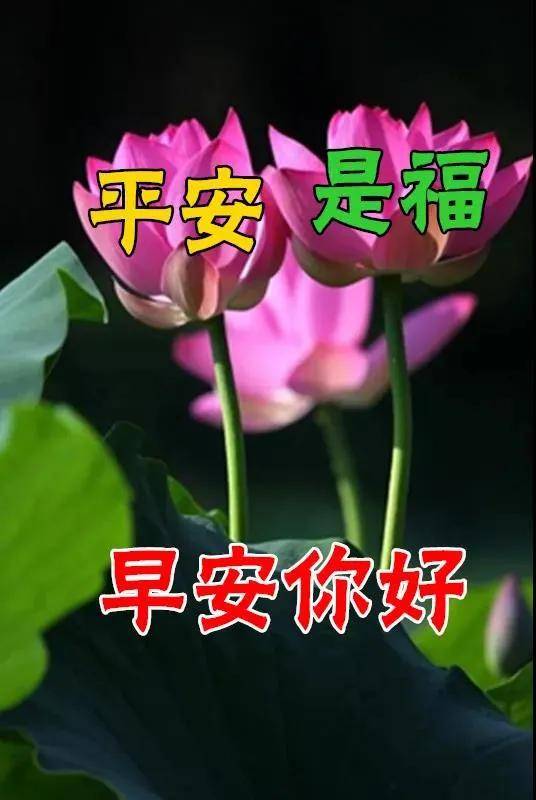 8張最新漂亮早上好圖片鮮花帶字帶祝福語2022最美春日早安問候祝福