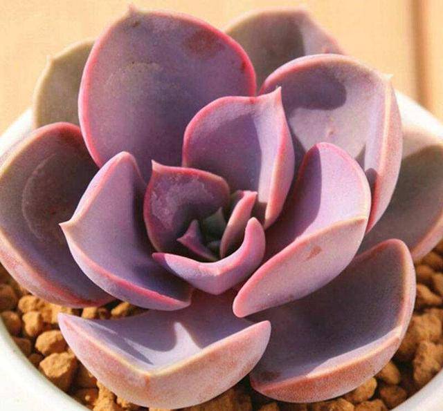 100种常见多肉图名并茂这下不愁叫什么名了 亚美am8旗舰厅 亚美am8是哪里的 亚美am8手机版