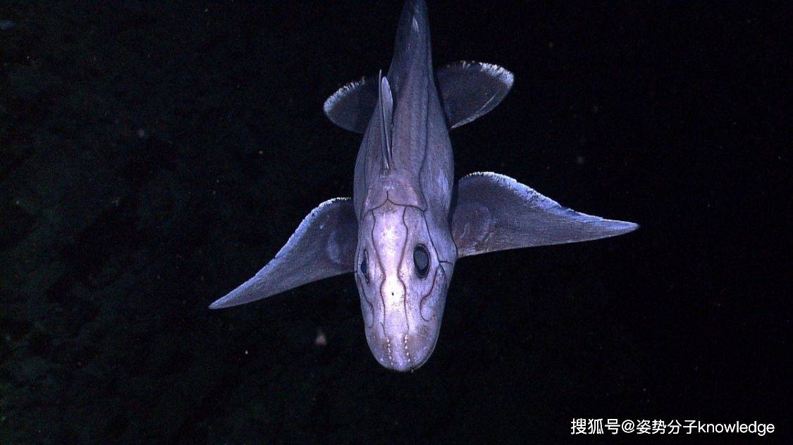 幽灵鲨鱼新西兰海域出没还是幼胎