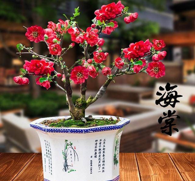 3种 老花树 能活一百年 冬天不怕冷 开满 吉祥花 开花 海棠花 玉树