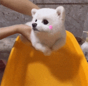 凝胶|为什么有些狗狗不爱？除了纯粹的讨厌外，还有其他原因