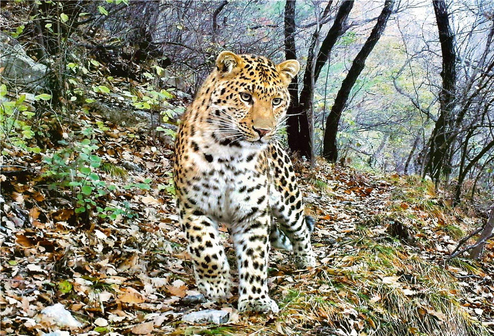 太行山豹公主更新动态了骑到野猪背上一口咬死拖到树上吃