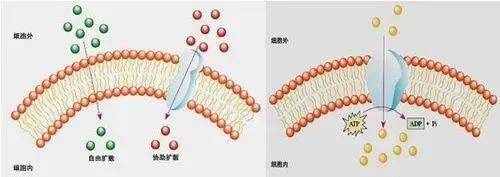 分子小分子胶原蛋白肽是什么神奇技术？为什么被瑞士人用来做成RST肌活液？