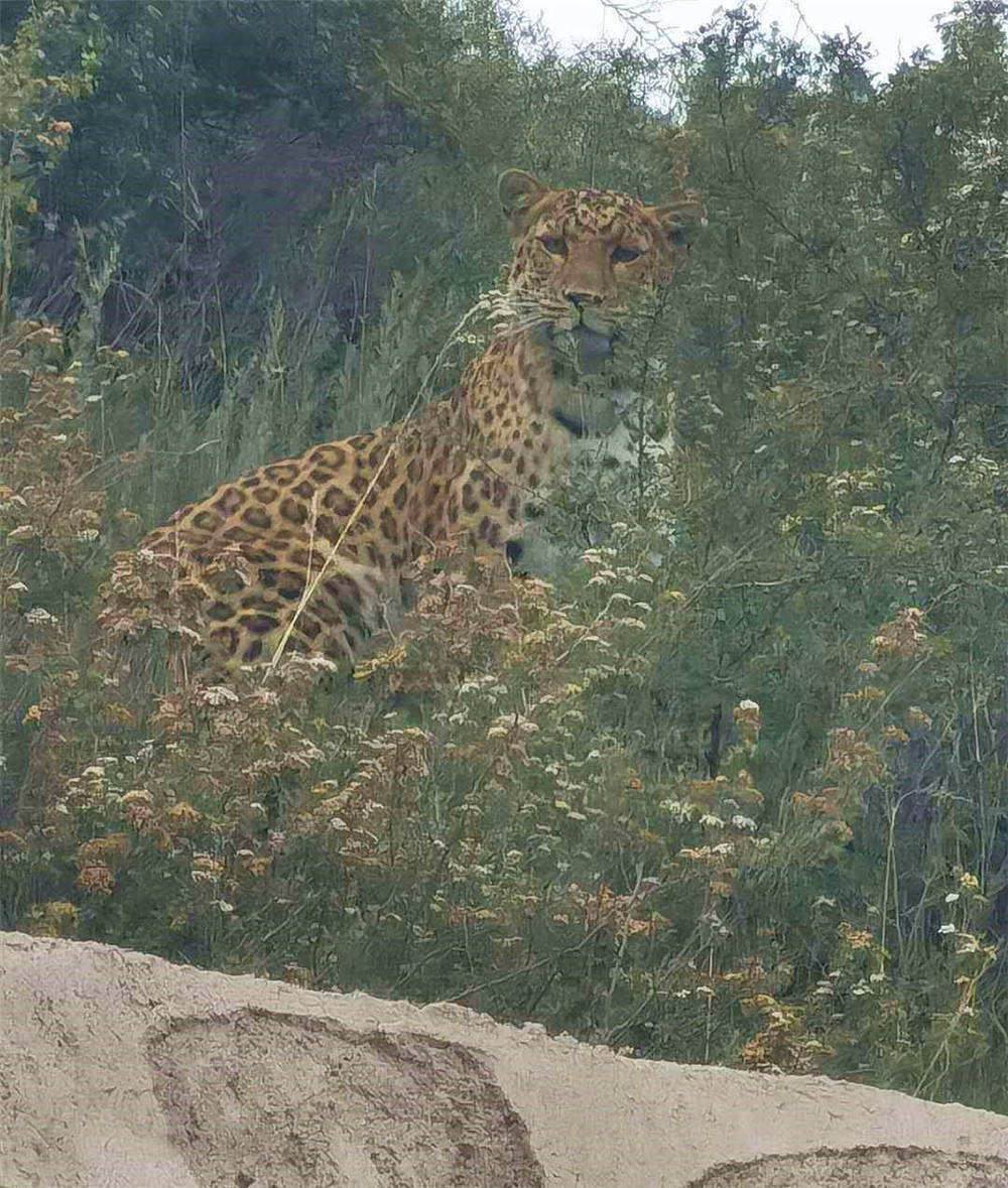 太行山豹公主更新动态了骑到野猪背上一口咬死拖到树上吃