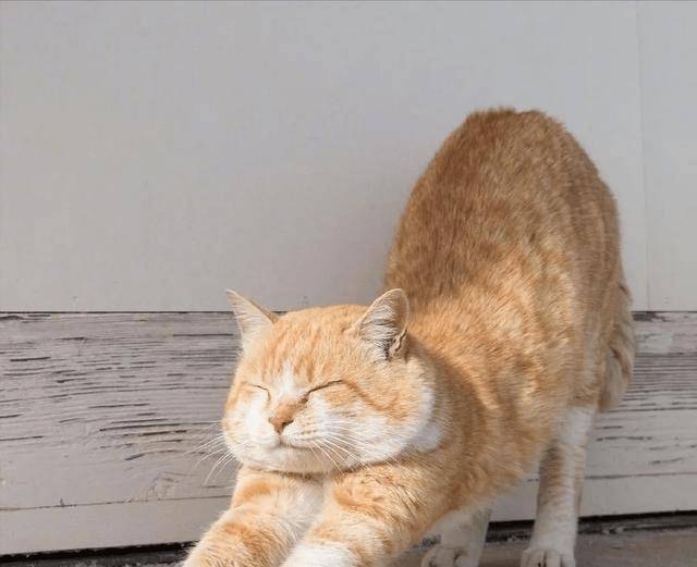 猫咪 伸懒腰 的6个意思第3个很多宠主都误会了运动软件 中医养生知识 益民养生网