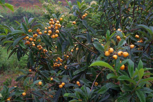 野生枇杷花茶在本地市场价格是几十元一斤,因为野生的枇杷树被农民砍