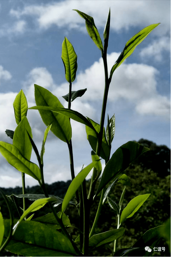 福鼎|云南古树白茶VS福建白茶