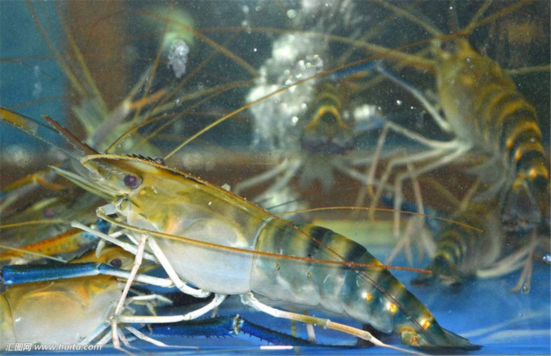 原创珠江里钓到抱卵大虾罗氏沼虾是什么它会像小龙虾一样泛滥吗