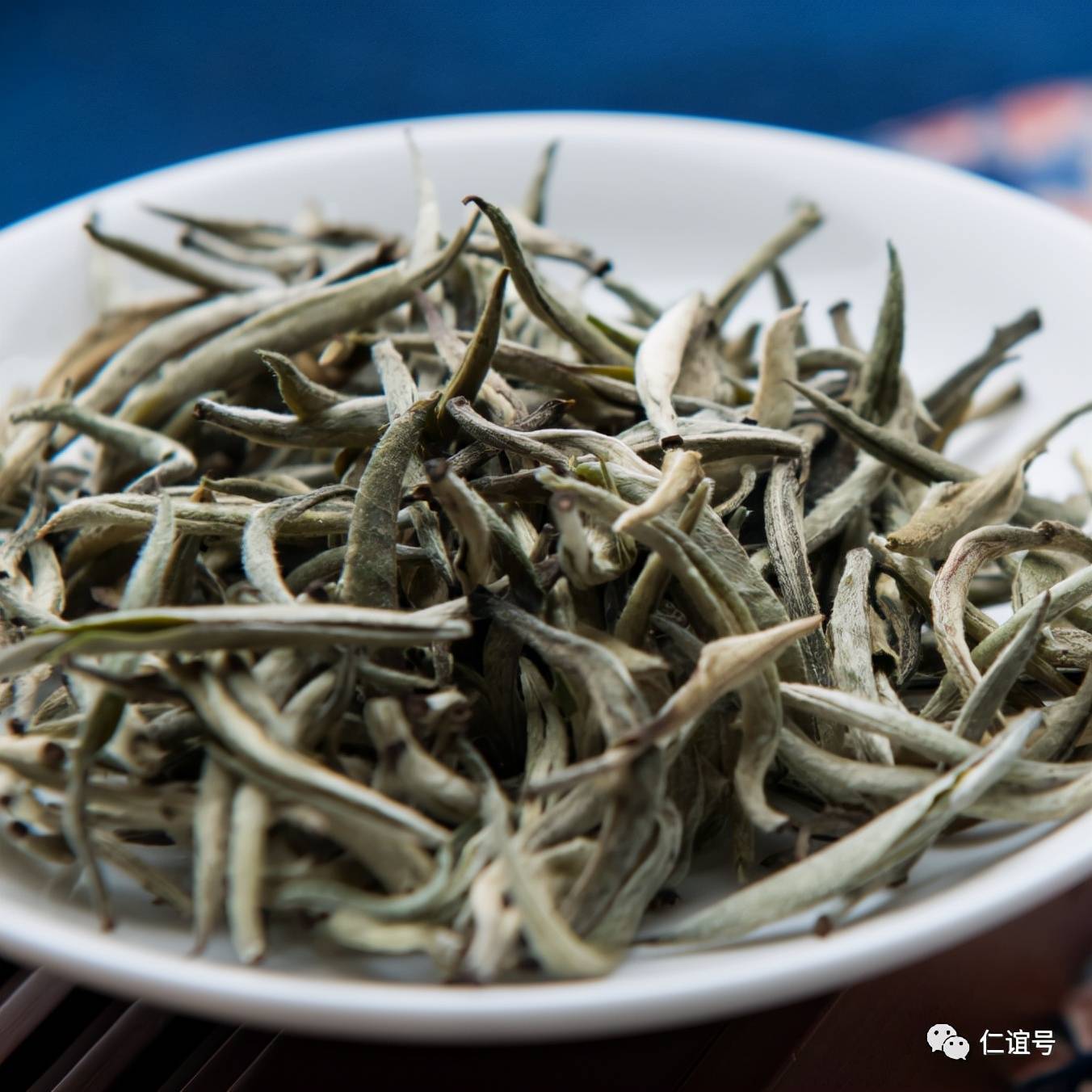 福鼎|云南古树白茶VS福建白茶