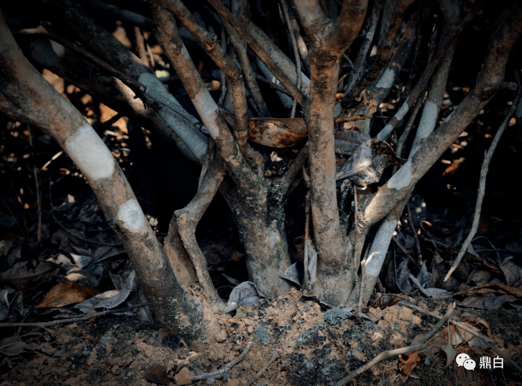 银针|老树新芽,再续风华|老树银针预售即将开始