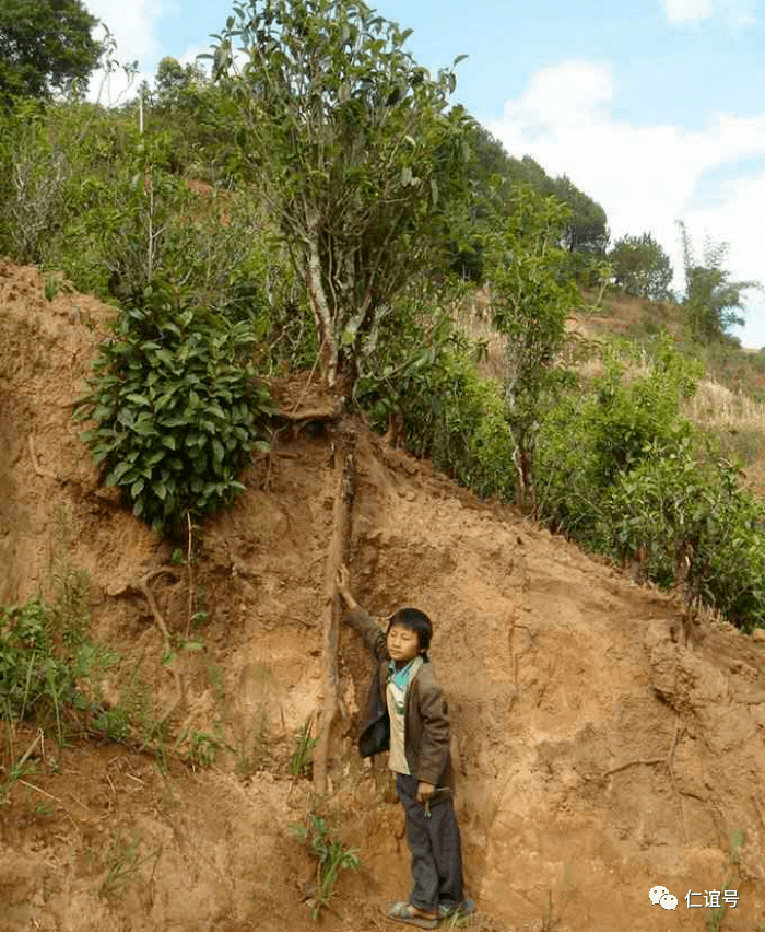 福鼎|云南古树白茶VS福建白茶