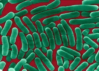 3、 感觉还挺亲切的志贺菌也叫细菌性痢疾，蔬果中较为常见，是使人肠道