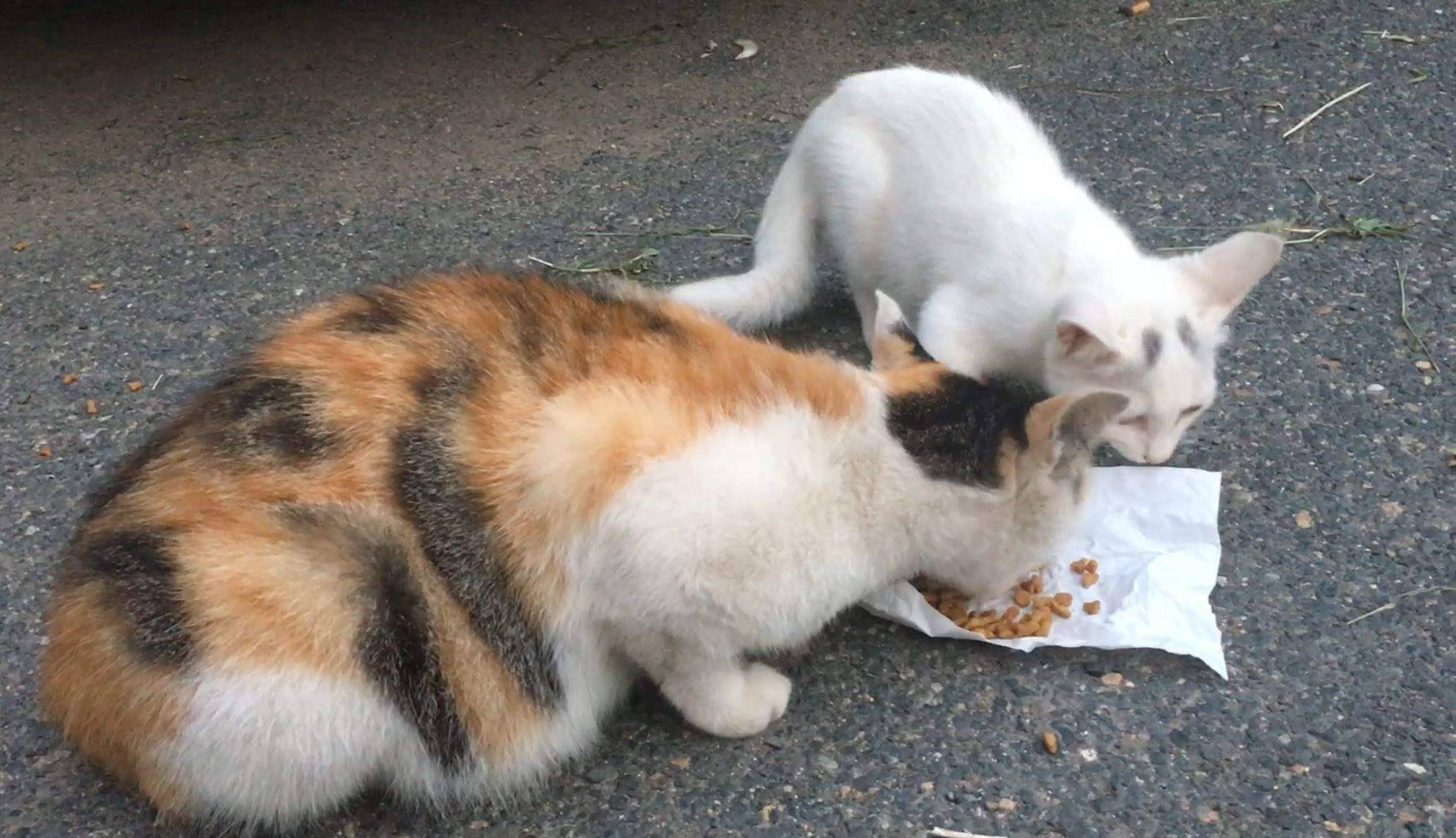 投喂流浪猫狗,其实就是一种伪善,这样的说法对吗?_流浪狗_宠物_社区