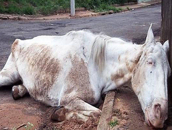 这是一匹白色的马儿,看到它就仿佛看到唐僧的白龙马一样,本来是一件挺