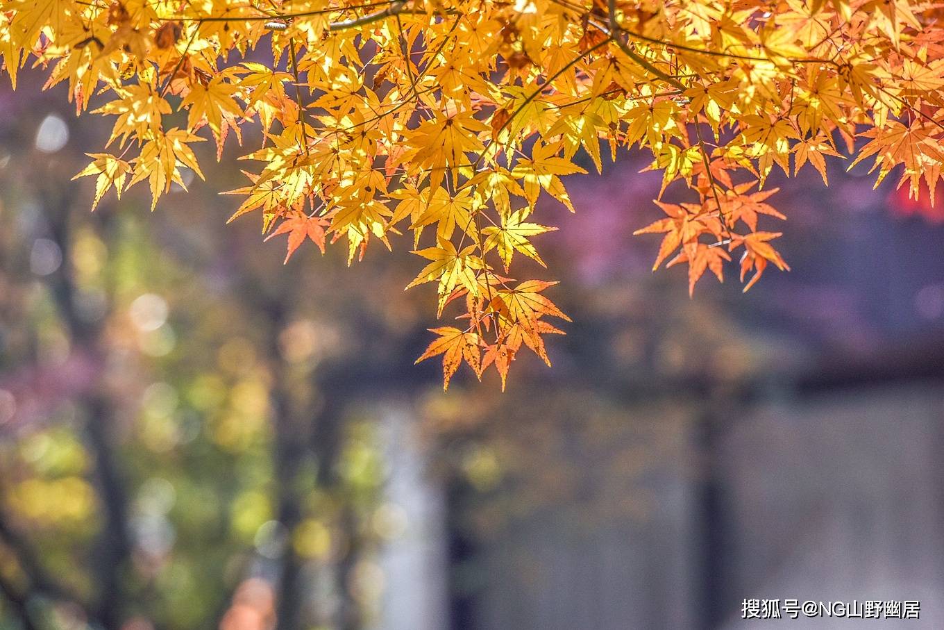 寒冬腊月|反季节的杭州西湖：没有寒冬腊月的萧条，却是春风满面！