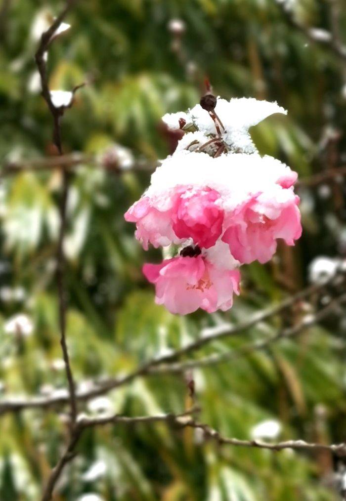 日子|昆明下雪了！春城的雪景真美丽！