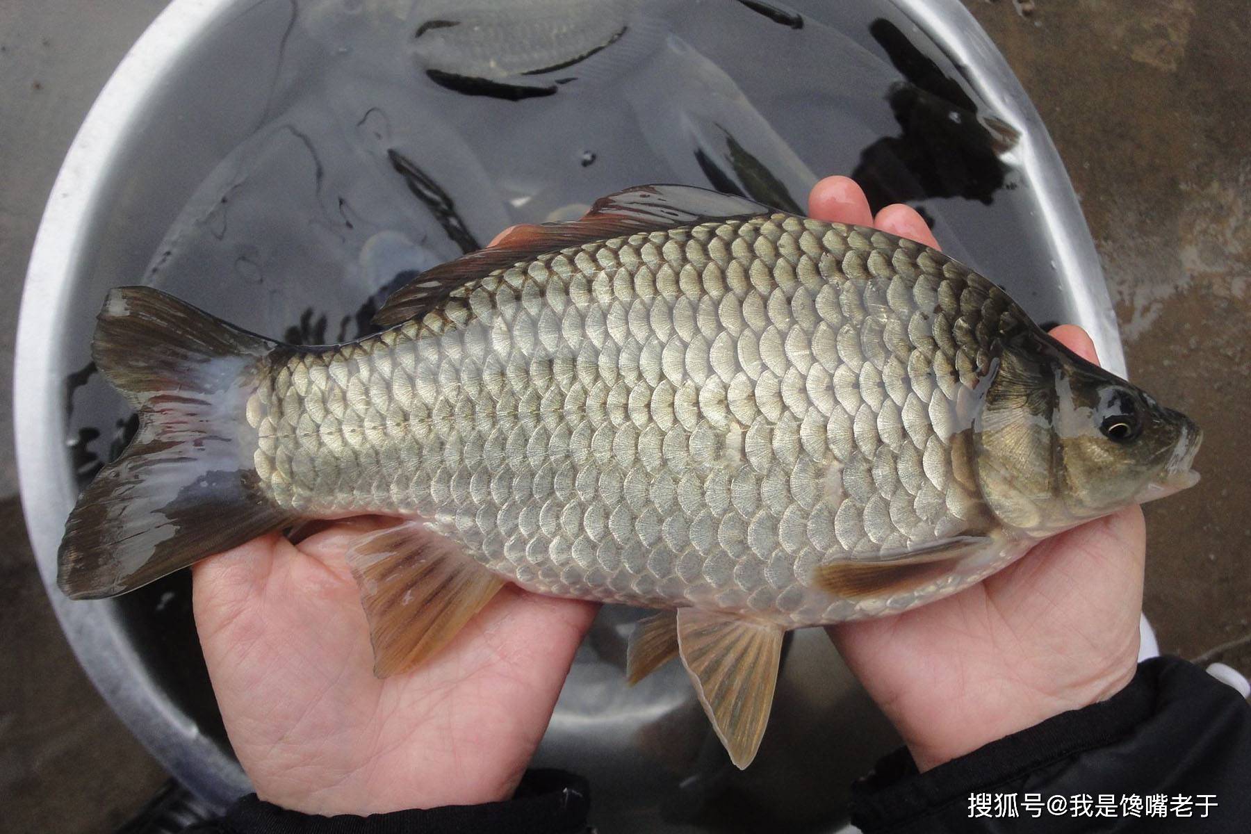 “它”常被冒充野生鲫鱼卖,价格高肉质差,很多人不知道,还在买
何谓工程鲫?有哪些特点?挑选野生鲫的方法
