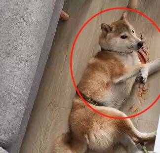 以为狗死了急哭下一秒看到柴犬嘴角的笑容主人还想挨打吧