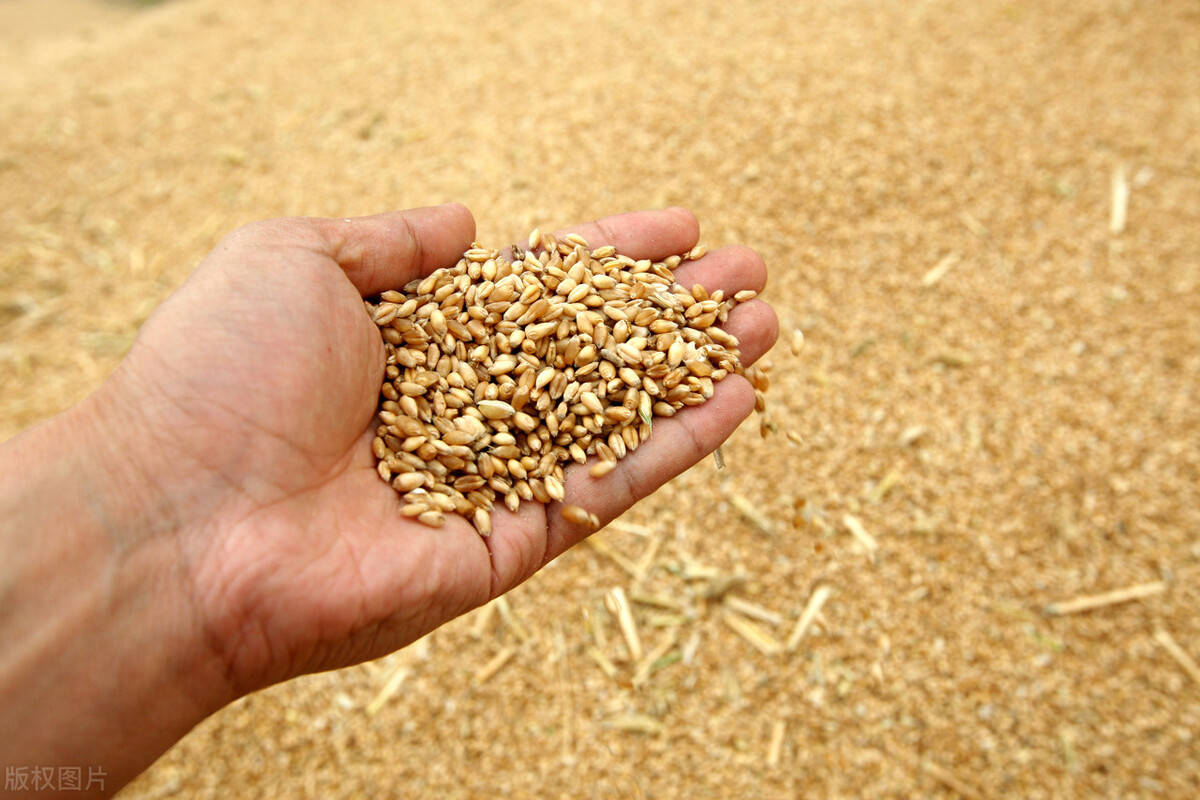 原创俄乌冲突爆发中国宣布允许俄罗斯全境小麦进口原因几何