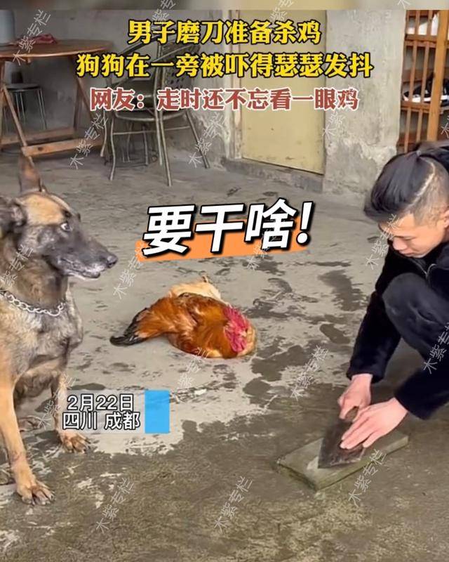原创主人磨刀准备杀鸡狗狗吓得瑟瑟发抖鸡以为是要杀狗淡定看戏