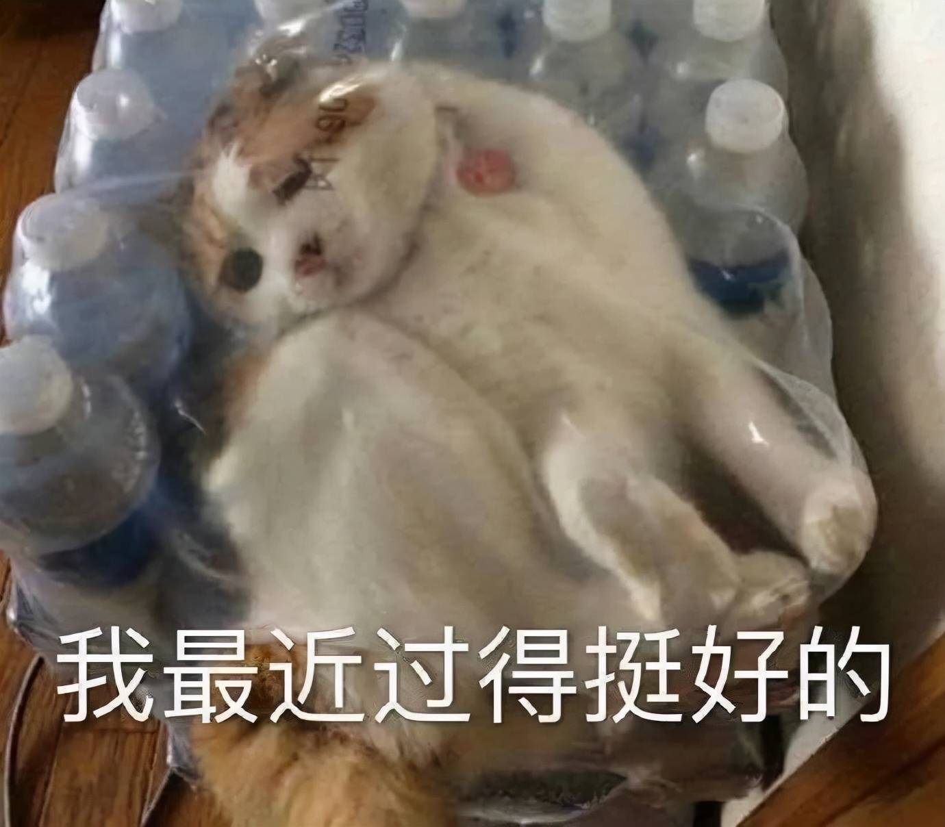 毛周她鼻背两旁的小疙瘩，到底是啥？