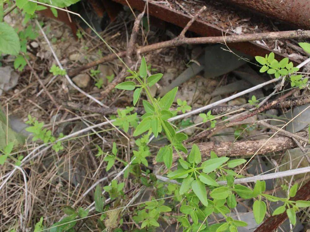 不過,有一些野生植物也讓農民朋