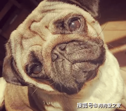 因为|巴哥犬换了主人后，它会伤心吗？