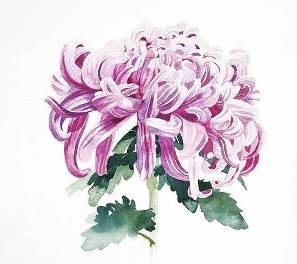 日本柘植彩子ayako Tsuge的花卉静物水彩画作品 艺术 Tsuge Ayako