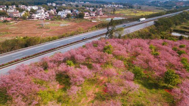 想看櫻花不用去日本韶關這片櫻花海春天打卡不容錯過