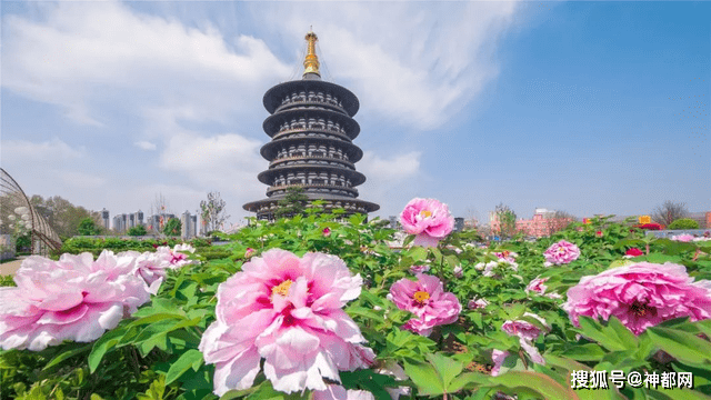 来啦 洛阳22年4月牡丹花会将要到来为迎接游客将会做这些准备 魏紫路 品种 全市
