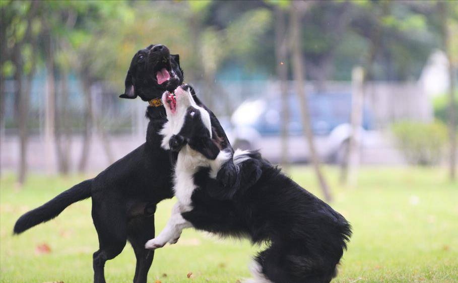 因为|路遇恶狗千万别跑!这几招,关键时刻不要忘记