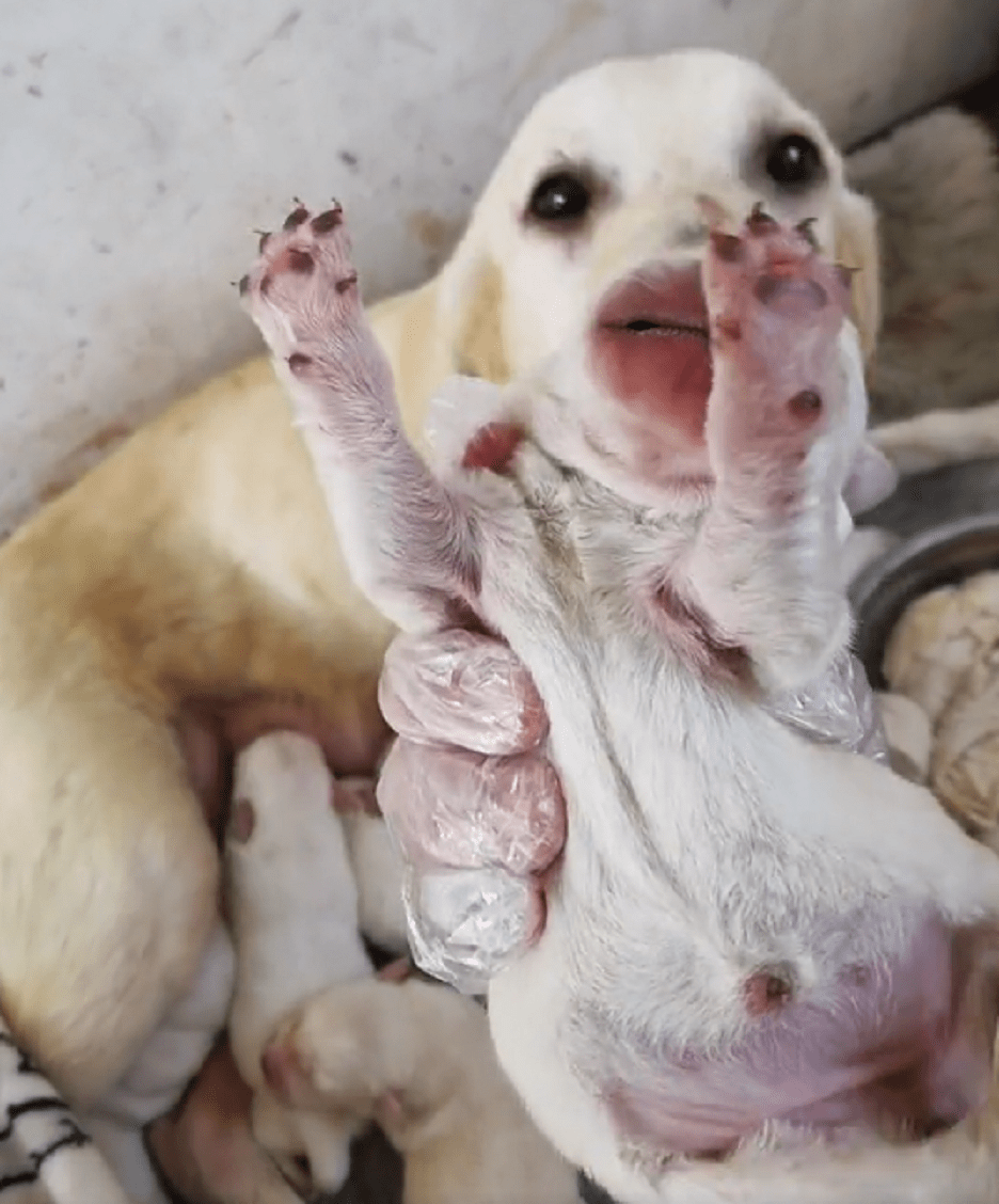 怀孕拉布拉多被卖狗肉馆获救后感恩狗狗格外小心地照顾着新生小狗