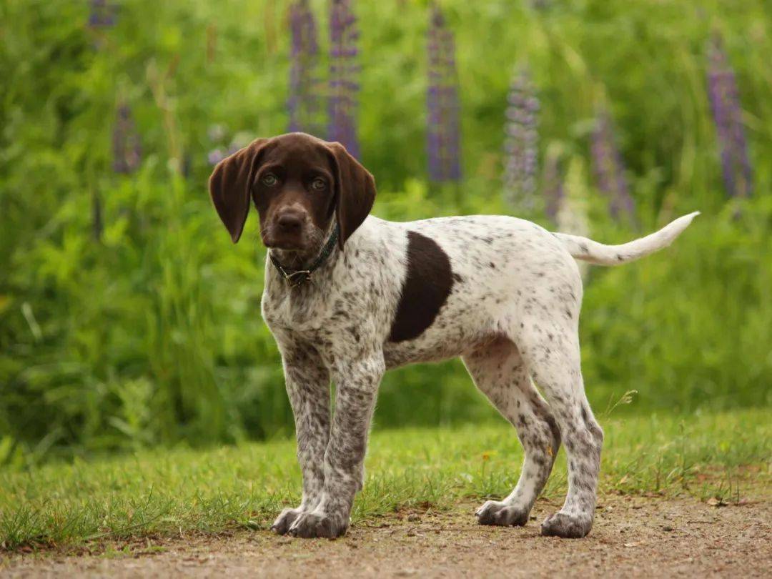 百科德国短毛指示猎犬户外人必备的全能枪猎犬