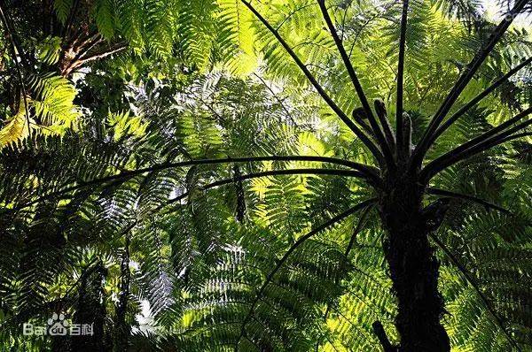 3月3日世界野生動植物日我們一起保護它們吧