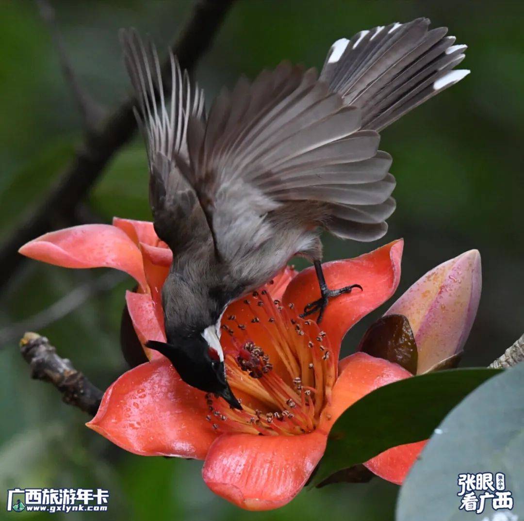 点滴温暖常在心灿烂了生活的憧憬△崇左"花果山"木棉红(书法:赵如锋)