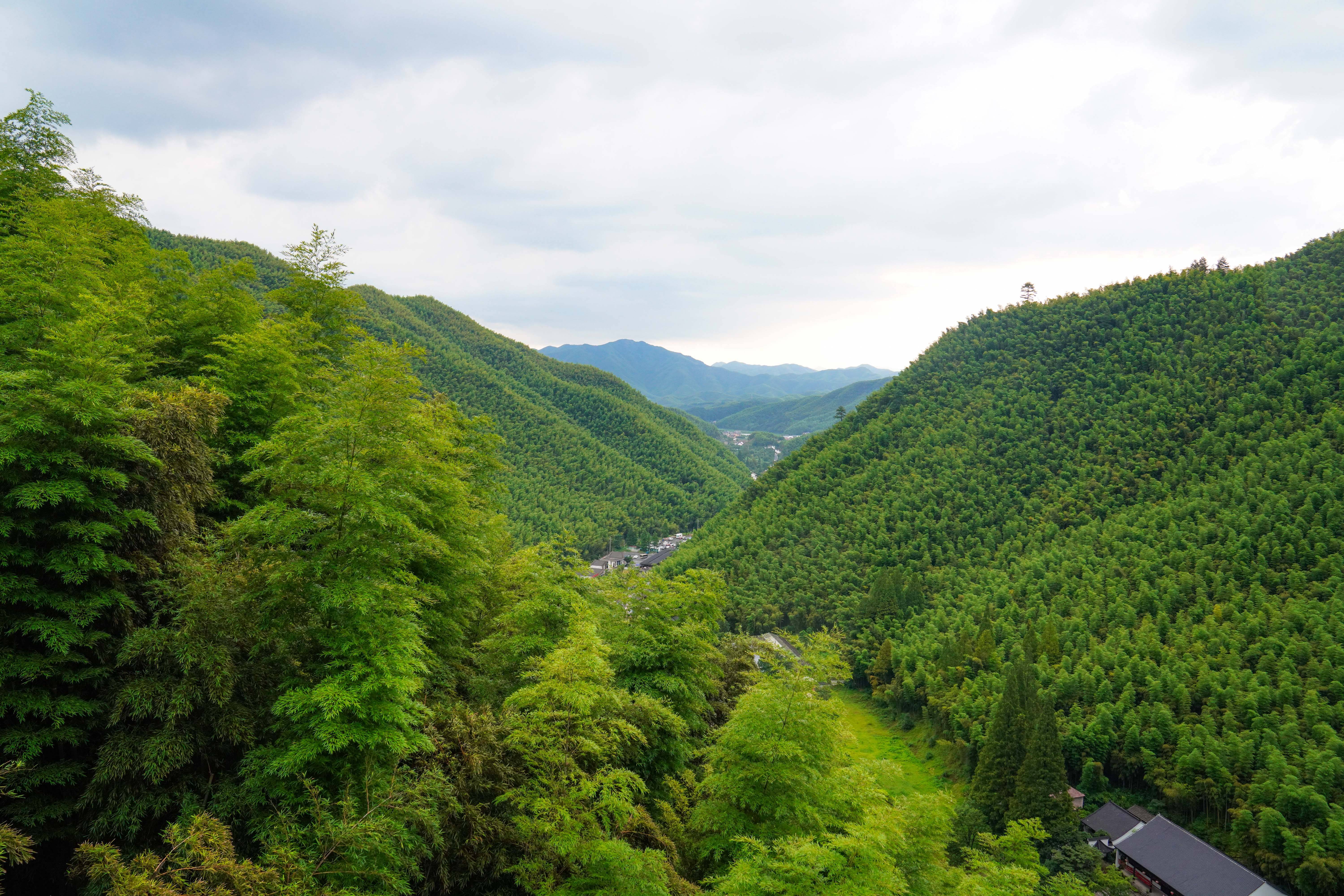 春到大竹海!春水春林万物生,漫山遍野逢春笋!